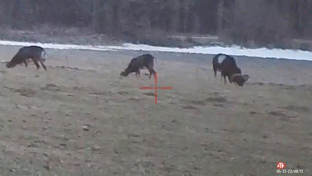 #2 Muflon hunt 14.2.2022 смотреть онлайн