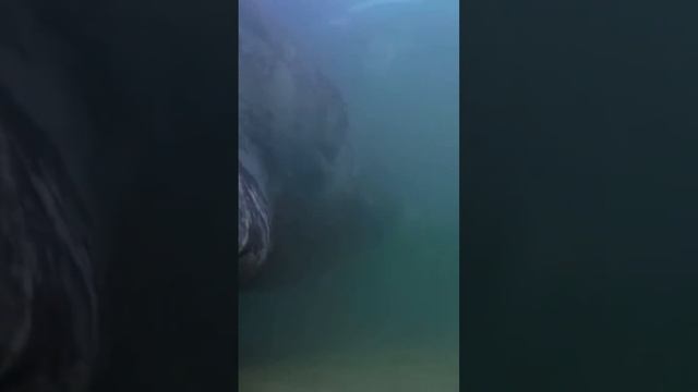 Whales enjoying the spa #explore #whales смотреть онлайн