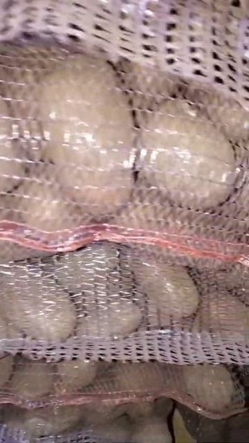 Картофель Ред Скарлет чернозем Брянск ООО АЛЬТАИР смотреть онлайн