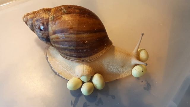 ЗАБОТЛИВАЯ МАМОЧКА. АРХАХАТИНА МАРГИНАТА ОВУМ. 14.08.2022г смотреть онлайн