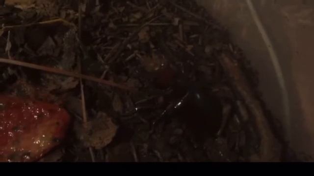 American reddish brown stag beetle care and review. (My pet inverts ep. #009) смотреть онлайн