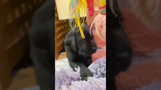 #щенкилабрадор  #щенки #лабрадор  1 месяц