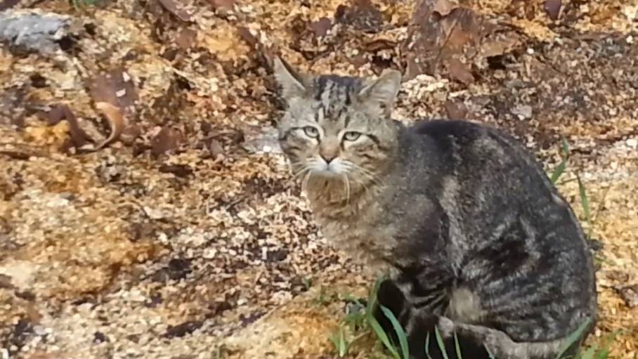 Кошачья любовь. Часть 2 смотреть онлайн