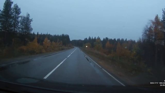 2018 09 24 Лоси на дороге смотреть онлайн