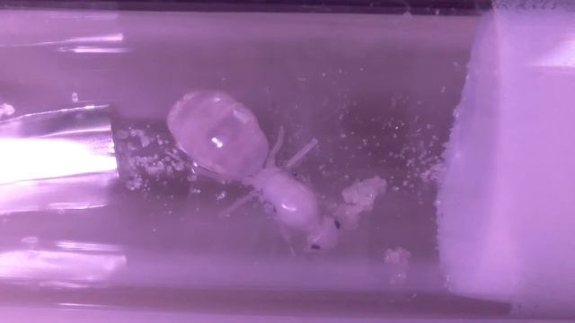 COCDESHIJIE-Myrmecocystus mexicanus live stream 24/7 смотреть онлайн