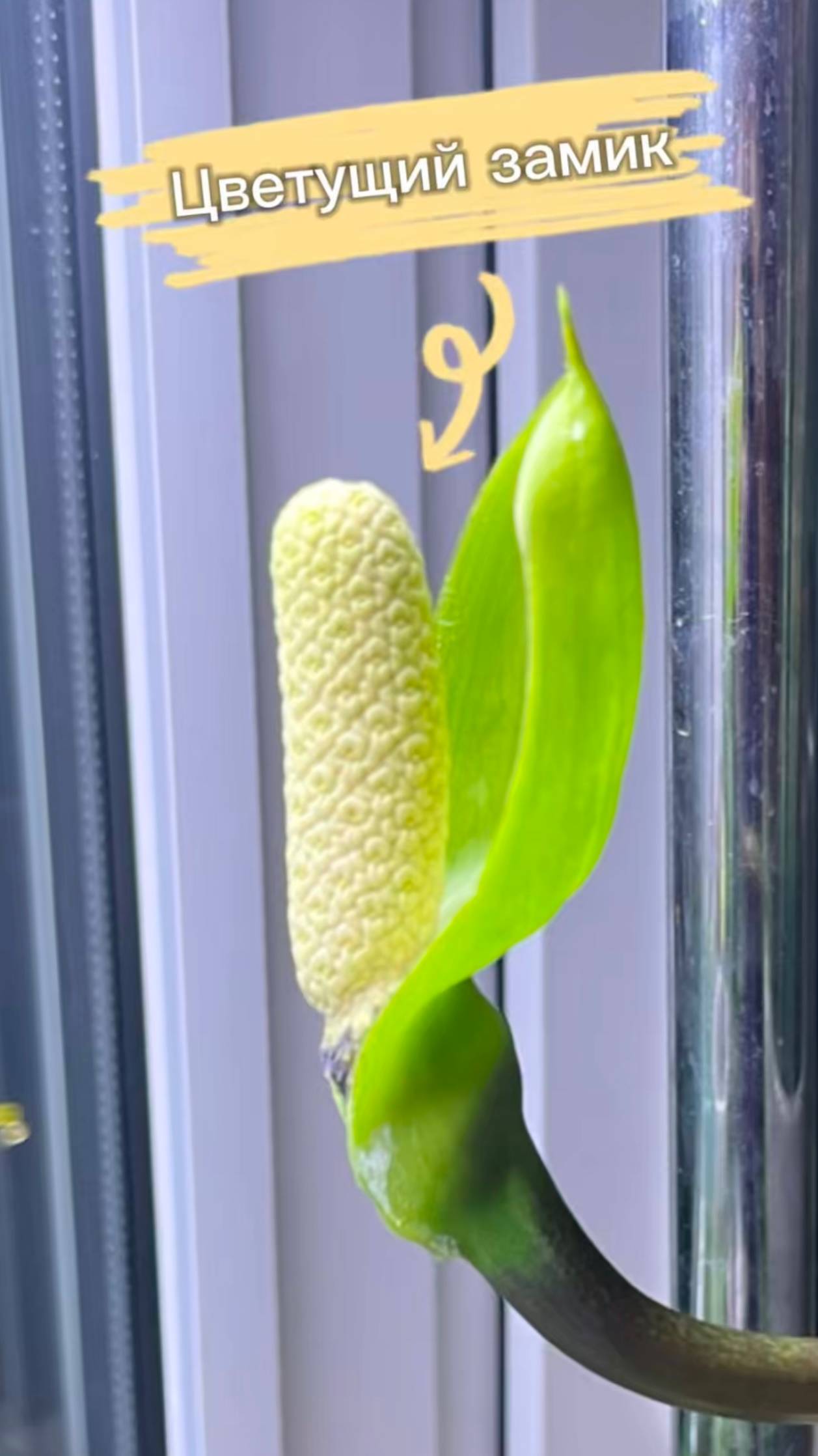 Зацвел замиокулькас