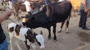 МАРХАМАТ МОЛ БОЗОРИ СИЗЛАР УЧУН | 21-июл, 2024.