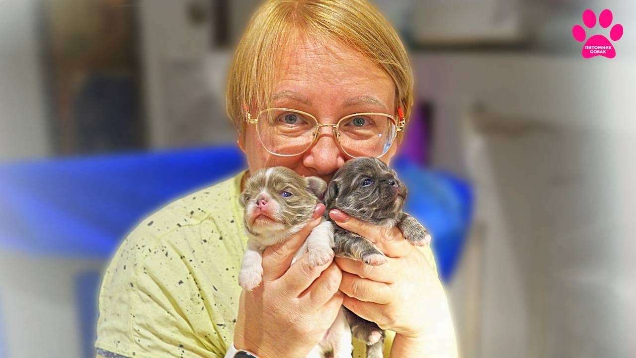 Хочется их целовать! Уникальные щенки чихуахуа начали открывать глаза! Щенкам 2 недели. смотреть онлайн