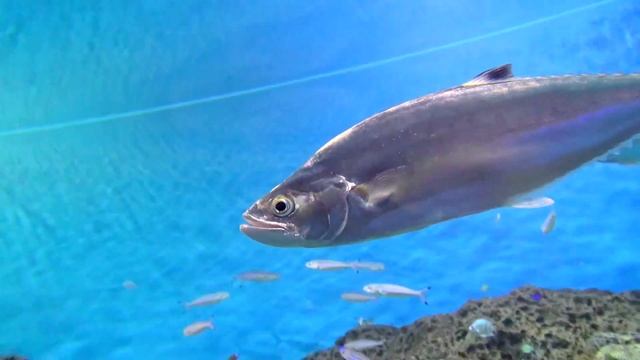イケカツオ　Doublespotted queenfish　Scomberoides lysan смотреть онлайн