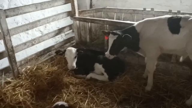 Эпизоды о животных. "Карамелька" №27 смотреть онлайн