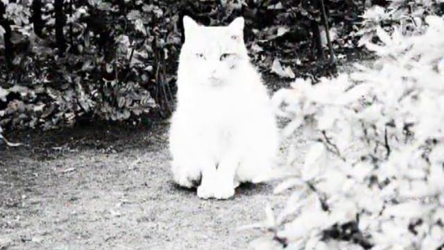 オリンパス XZ-1(カメラのキタムラ動画_OLYMPUS) смотреть онлайн