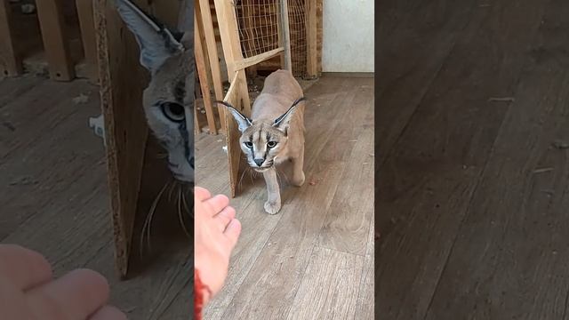 Дал Любе по носу 🐯🤣 смотреть онлайн