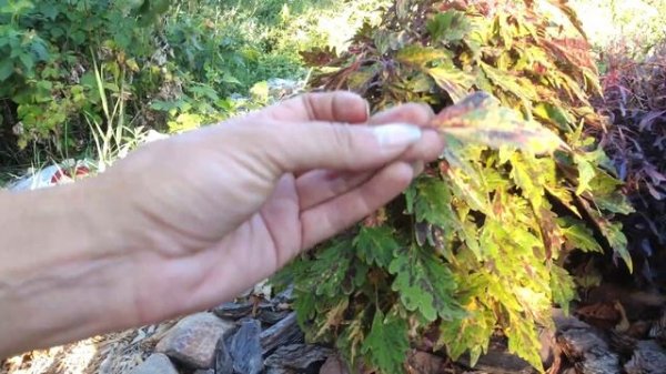 Колеусы куриные лапки, бразильский карнавал и The Flame. Мои растрепы