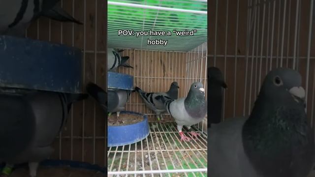 Weird for most people 😅 #racingpigeon #pigeons #alagangmagaling #breeder #kalapati смотреть онлайн