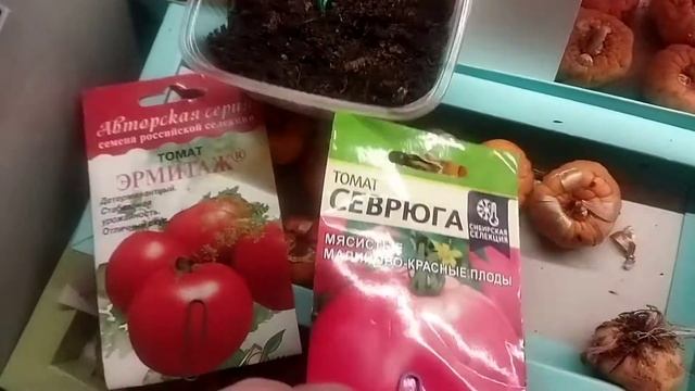 25.03.2023 Посев 14 сортов томатов смотреть онлайн