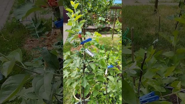 Zookeeper Chronicles 