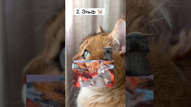 TOP 5 Scary cats смотреть онлайн