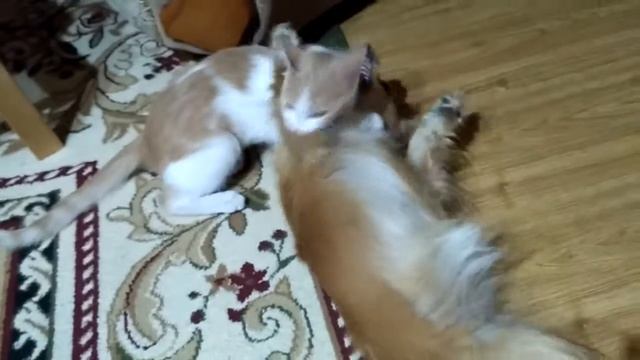 Кошка играется с Собакой. Сима и Люся. смотреть онлайн