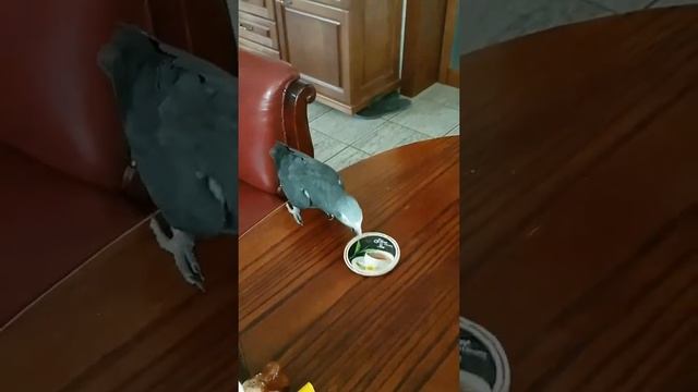 ЖАКО ДУРАЧИТСЯ! Танцы в исполнении жако-незабываемы и неповторимы.