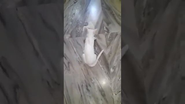 Cute Kitten Playing With Her Mother 🐱Khao Manee смотреть онлайн