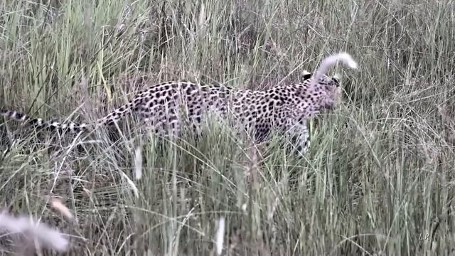 Early morning in the wilderness of Okawango,Botswana. смотреть онлайн