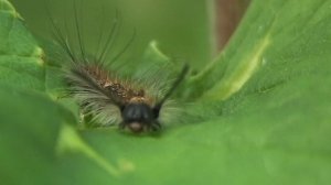 гусеница на листе. ЛЕТО