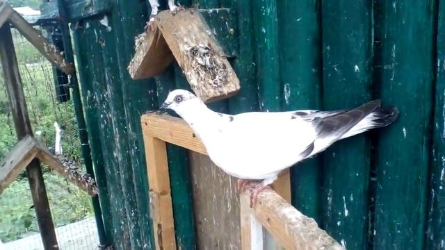 Молодь 2018 року у вольєрі смотреть онлайн