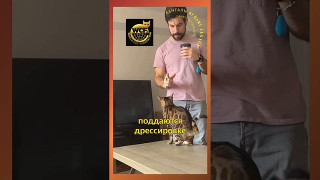 #бенгалы смотреть онлайн