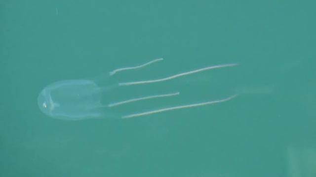 Carybdea rastonii смотреть онлайн