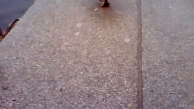 Кряквы / Mallards смотреть онлайн
