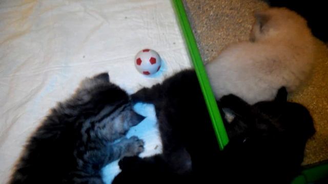 Котята знакомятся с лотком смотреть онлайн