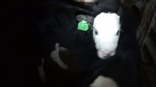 №4 Сказано-сделано: Едем за голштином в племрепродуктор ООО "КФХ Русское поле" смотреть онлайн