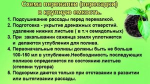 Правильная перевалка(пересадка) рассады. Шпаргалка №10