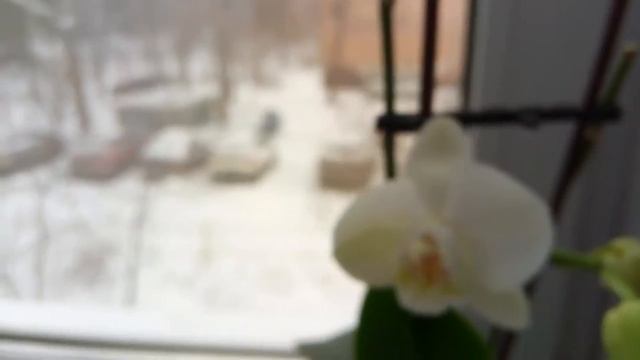 Зимние орхидеи