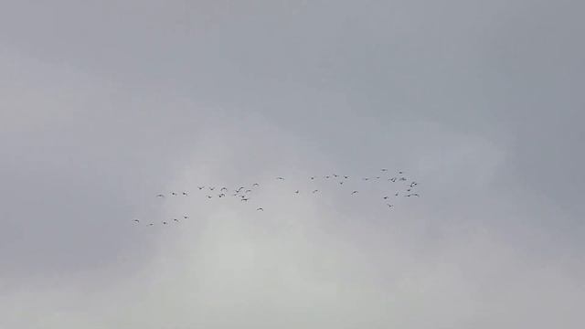 №5022 25 04 2024 Полет гусей смотреть онлайн