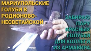 🔥🔥🔥 Забираю пару красных  голубей для коллеги. Мариупольские голуби в Родионово-Несветайской.