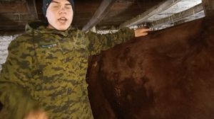 Признаки охоты у коров 🐄 Немного об осеменение. Телята и коровы нашего хозяйства!