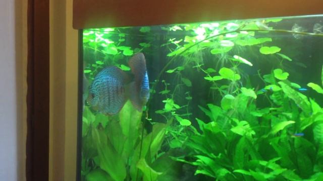 discus in amore смотреть онлайн