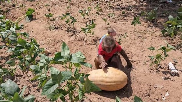 Monkey Su cried ran calling for KuKu to harvest giant pumpkins