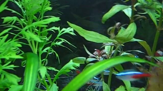 Neon Inessa z dziwnym brzuchem смотреть онлайн