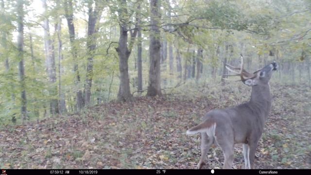 Understanding Game Cameras That Send Pictures to Your Phone смотреть онлайн