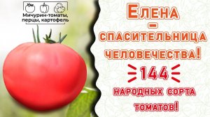 Самые вкусные и полезные томаты в мире! Молодильные! Честно!
Мичурин-томаты, Елена Храмушина