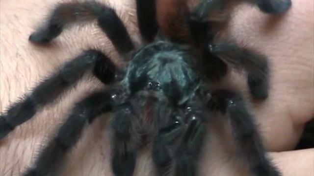 A. versicolor смотреть онлайн