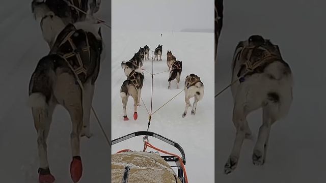 Dog Sledding Across Swedish Lapland | Husky Adventure смотреть онлайн