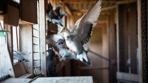 Система полётов в Польше