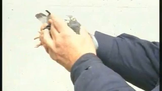 Dick Evans racing pigeons Simply The Best 1 смотреть онлайн