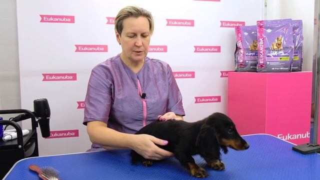 Щенок длинношёрстной таксы.Основной уход, Приучение щенка к процедурам груминга.