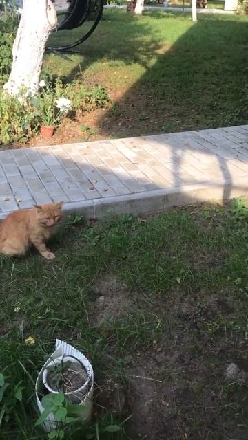 Нашли друг друга 😁#бенгальскаякошка #смешноевидео смотреть онлайн