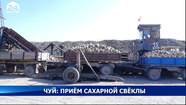 В Чуйской области приступили к сдаче сахарной свёклы смотреть онлайн
