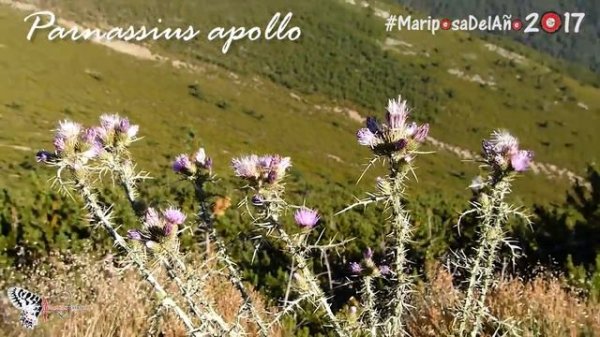 Parnassius apollo - Mariposa del Año 2017